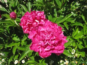 peonies  
