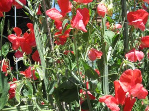 sweet peas 2013