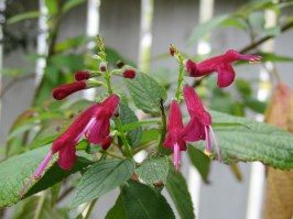 salvia vermillion holwai