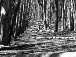 Tree Line 1 – B and W