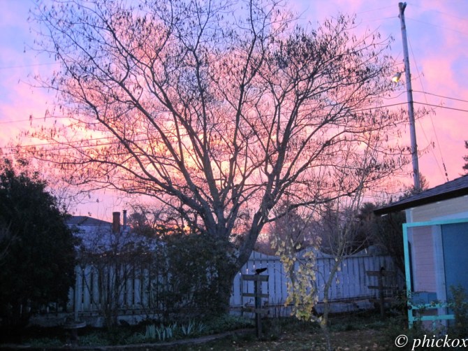 img_2278-mimosa-add-wm