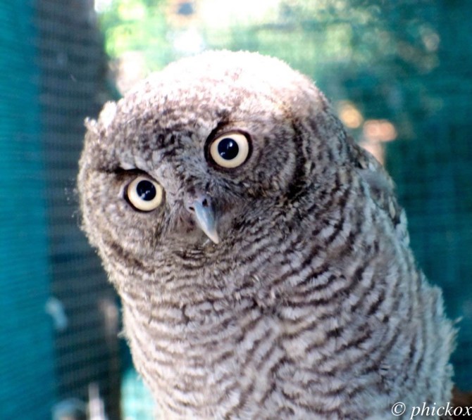 owlie-watermarked-not