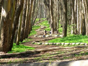 Tree Line 1 - Version 3